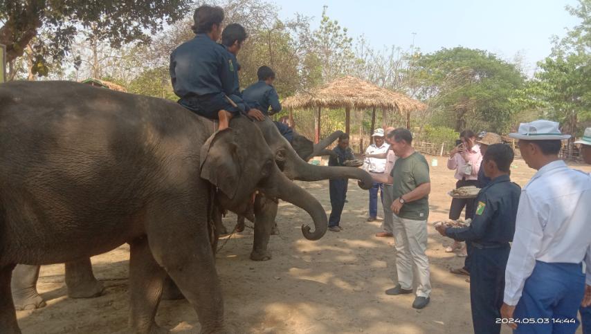 Hmaw Yaw Gyi Elephant Conservation Camp Image