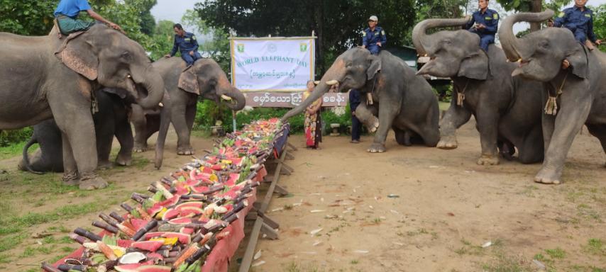 Hmaw Yaw Gyi Elephant Conservation Camp Image