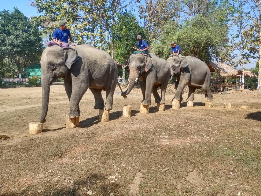 Hmaw Yaw Gyi Elephant Conservation Camp Image