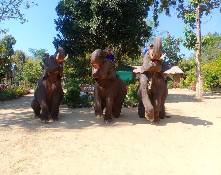 Hmaw Yaw Gyi Elephant Conservation Camp Image