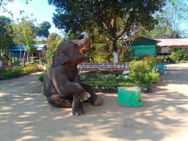 Hmaw Yaw Gyi Elephant Conservation Camp Image