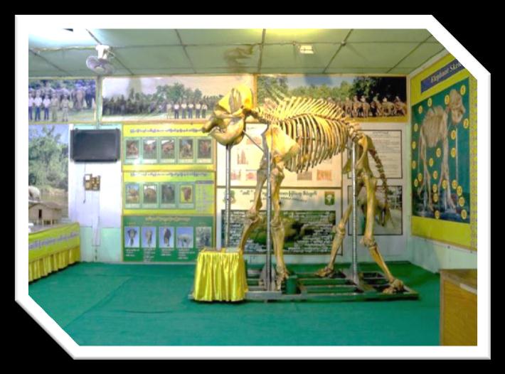 Nat Hmaw Elephant Conservation Camp Image
