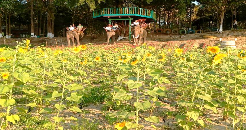 Nat Hmaw Elephant Conservation Camp Image