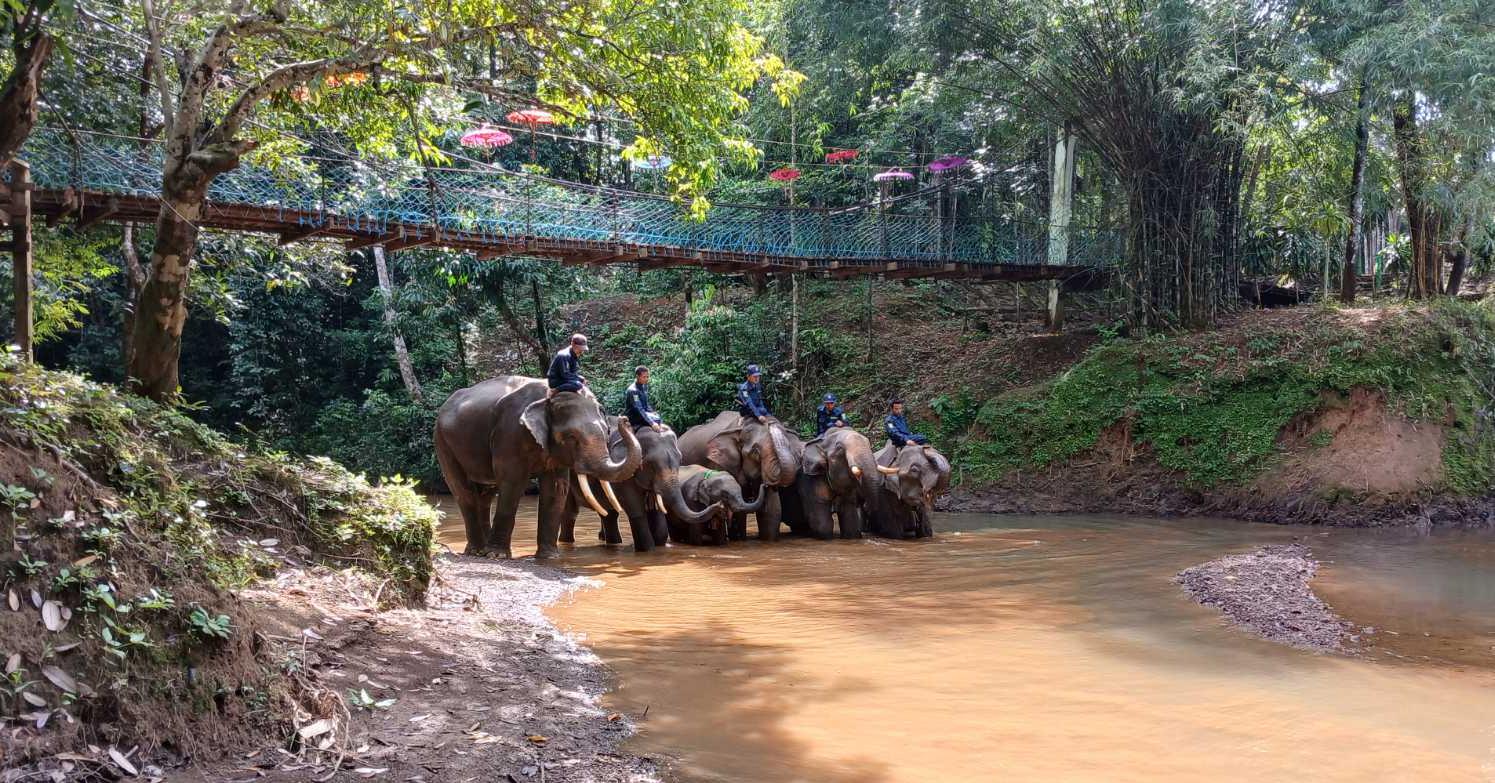 Ngwe Saung Elephant Conservation Camp Image