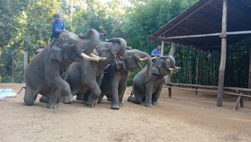 Ngwe Saung Elephant Conservation Camp Image