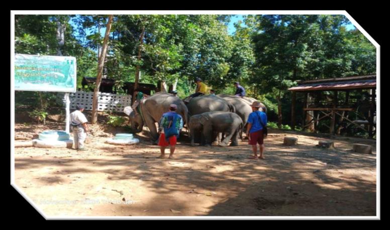 Ngwe Saung Elephant Conservation Camp Image
