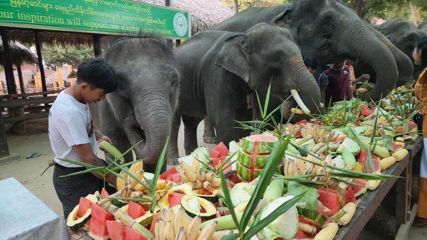 Palin Elephant Camp Image