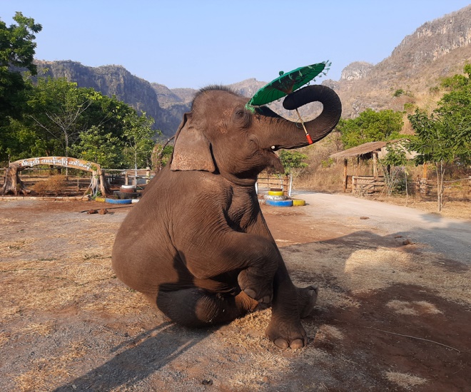 Wanet Elephant Conservation Camp Image