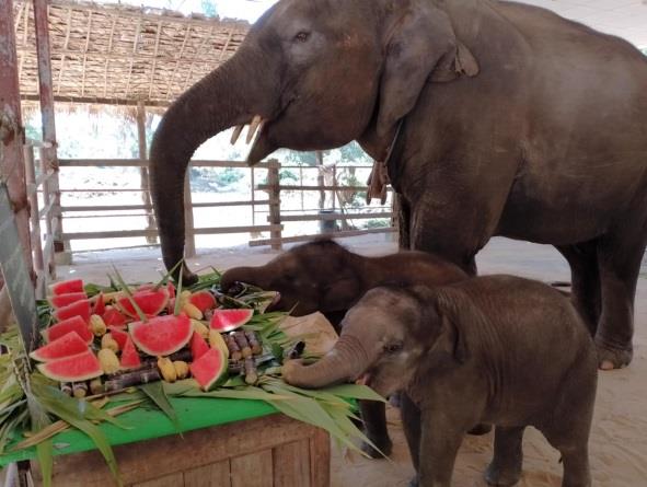Wingabaw Elephant Conservation Camp Image
